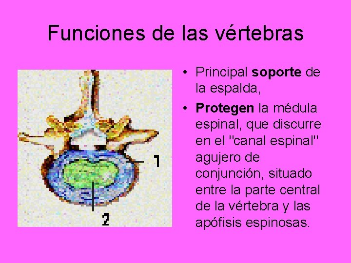 Funciones de las vértebras • Principal soporte de la espalda, • Protegen la médula