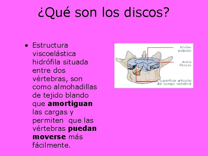 ¿Qué son los discos? • Estructura viscoelástica hidrófila situada entre dos vértebras, son como
