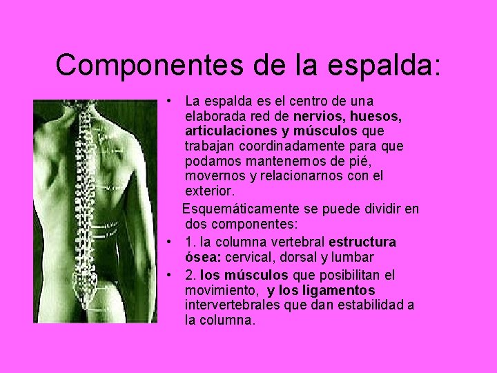 Componentes de la espalda: • La espalda es el centro de una elaborada red