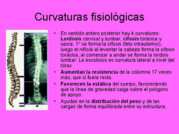 Curvaturas fisiológicas • En sentido antero posterior hay 4 curvaturas: Lordosis cervical y lumbar,