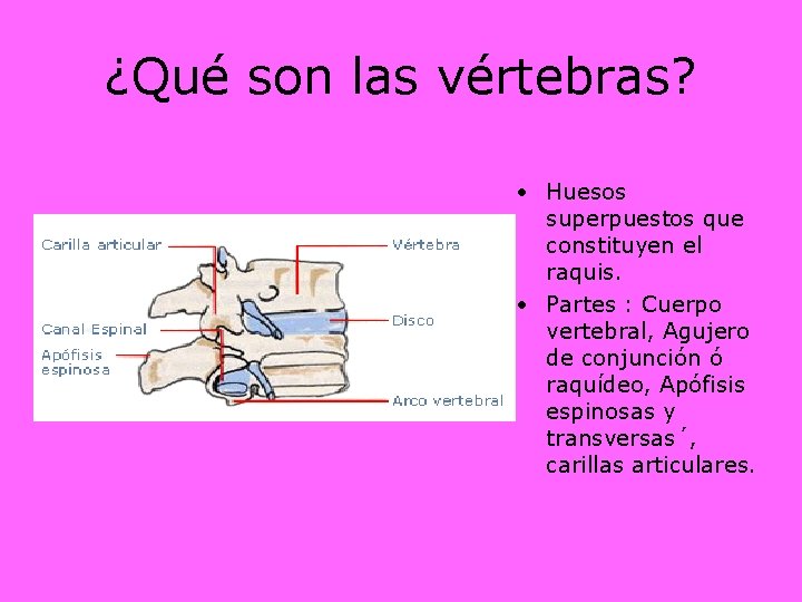 ¿Qué son las vértebras? • Huesos superpuestos que constituyen el raquis. • Partes :