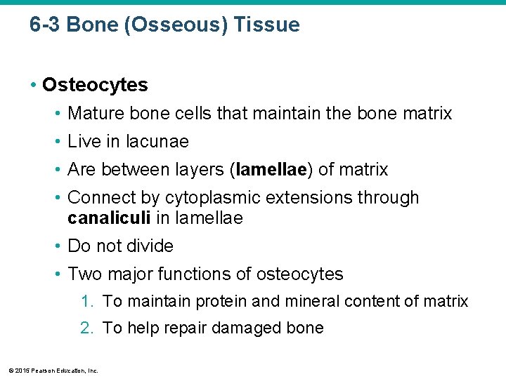 6 -3 Bone (Osseous) Tissue • Osteocytes • Mature bone cells that maintain the