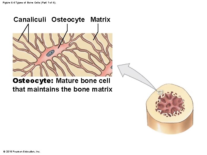 Figure 6 -4 Types of Bone Cells (Part 1 of 4). Canaliculi Osteocyte Matrix