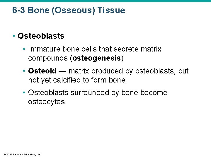 6 -3 Bone (Osseous) Tissue • Osteoblasts • Immature bone cells that secrete matrix