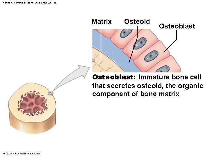 Figure 6 -4 Types of Bone Cells (Part 2 of 4). Matrix Osteoid Osteoblast:
