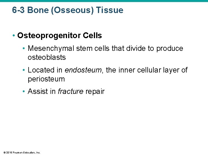 6 -3 Bone (Osseous) Tissue • Osteoprogenitor Cells • Mesenchymal stem cells that divide