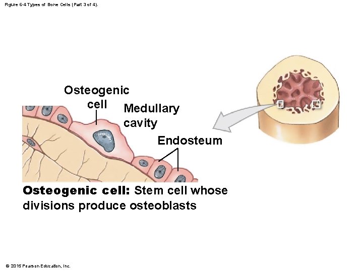 Figure 6 -4 Types of Bone Cells (Part 3 of 4). Osteogenic cell Medullary