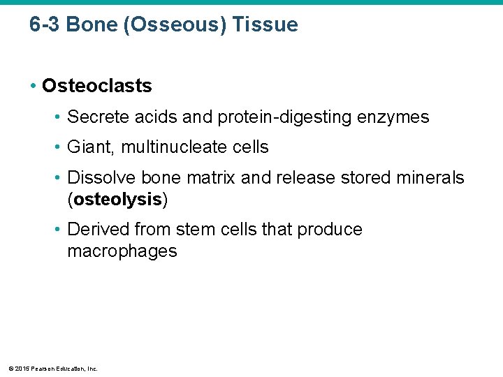 6 -3 Bone (Osseous) Tissue • Osteoclasts • Secrete acids and protein-digesting enzymes •