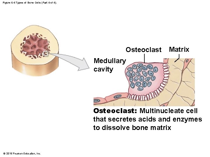 Figure 6 -4 Types of Bone Cells (Part 4 of 4). Osteoclast Matrix Medullary