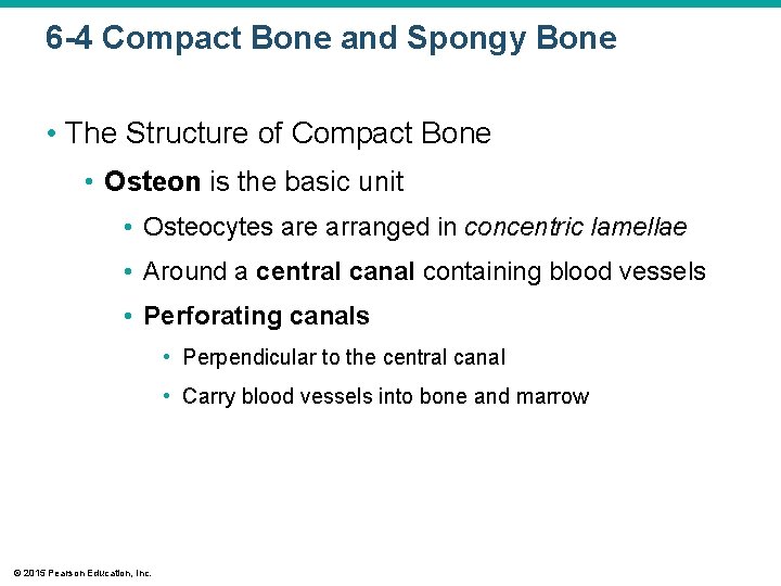 6 -4 Compact Bone and Spongy Bone • The Structure of Compact Bone •