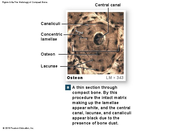 Figure 6 -5 a The Histology of Compact Bone. Central canal Canaliculi Concentric lamellae