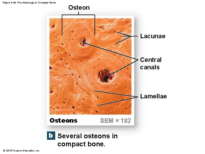 Figure 6 -5 b The Histology of Compact Bone. Osteon Lacunae Central canals Lamellae