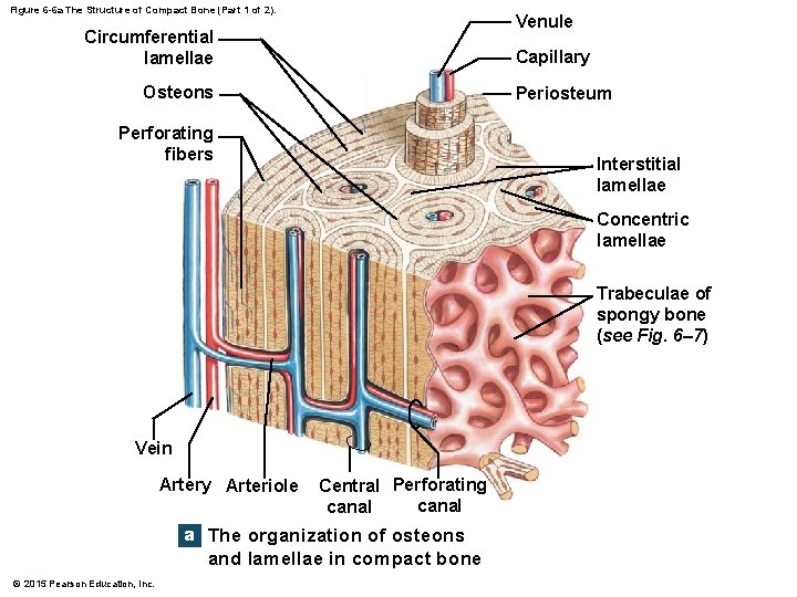 Figure 6 -6 a The Structure of Compact Bone (Part 1 of 2). Venule