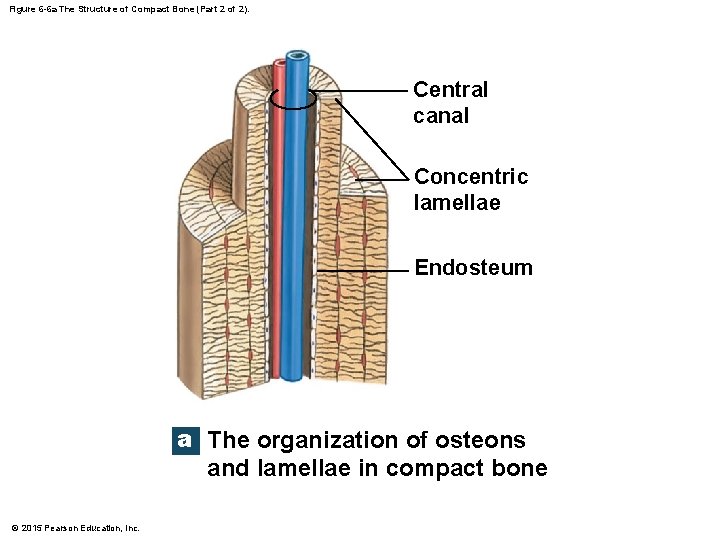 Figure 6 -6 a The Structure of Compact Bone (Part 2 of 2). Central