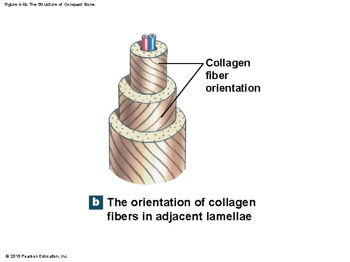 Figure 6 -6 b The Structure of Compact Bone. Collagen fiber orientation b The