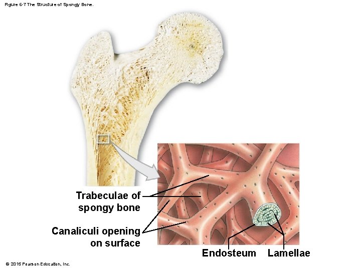 Figure 6 -7 The Structure of Spongy Bone. Trabeculae of spongy bone Canaliculi opening