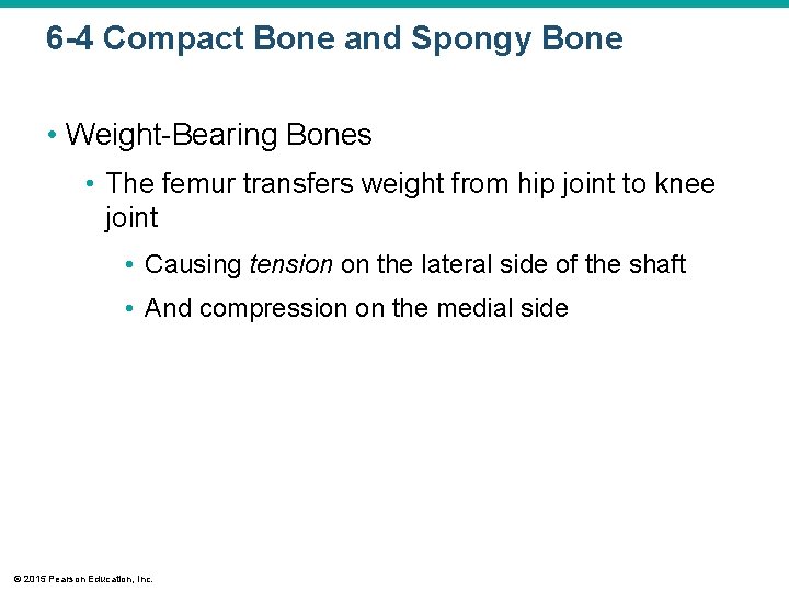 6 -4 Compact Bone and Spongy Bone • Weight-Bearing Bones • The femur transfers