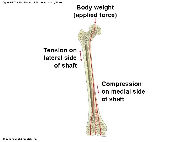 Figure 6 -8 The Distribution of Forces on a Long Bone. Body weight (applied
