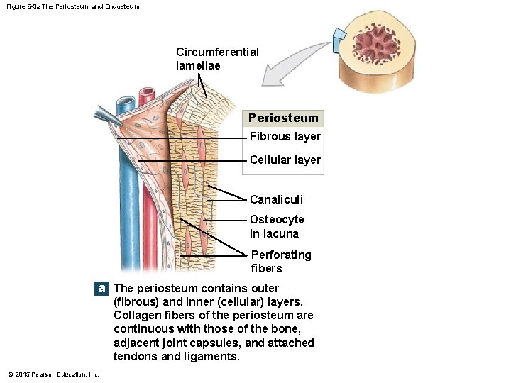 Figure 6 -9 a The Periosteum and Endosteum. Circumferential lamellae Periosteum Fibrous layer Cellular
