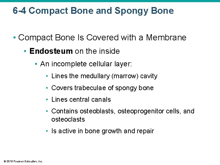 6 -4 Compact Bone and Spongy Bone • Compact Bone Is Covered with a