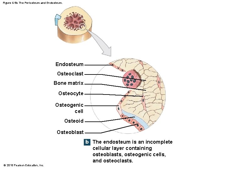 Figure 6 -9 b The Periosteum and Endosteum Osteoclast Bone matrix Osteocyte Osteogenic cell