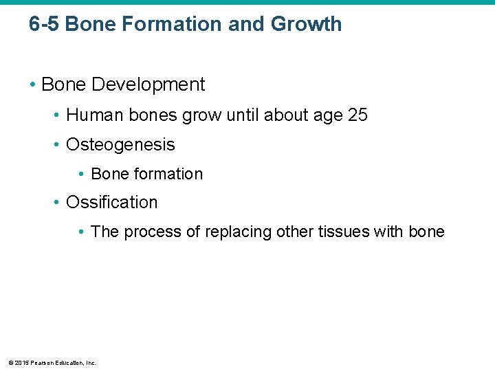 6 -5 Bone Formation and Growth • Bone Development • Human bones grow until