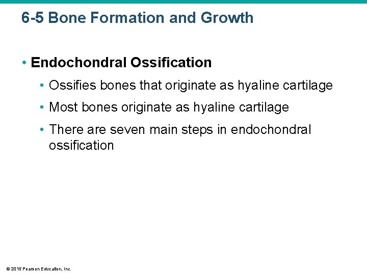 6 -5 Bone Formation and Growth • Endochondral Ossification • Ossifies bones that originate