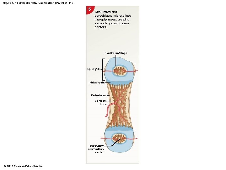 Figure 6 -11 Endochondral Ossification (Part 9 of 11). 5 Capillaries and osteoblasts migrate