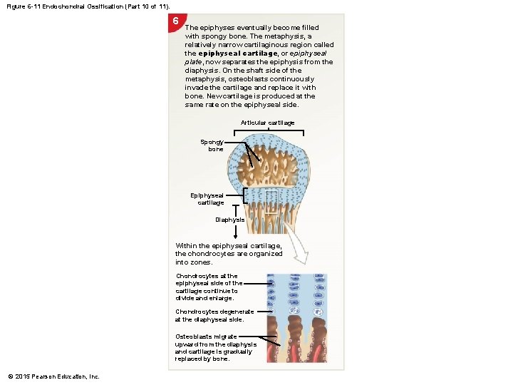 Figure 6 -11 Endochondral Ossification (Part 10 of 11). 6 The epiphyses eventually become