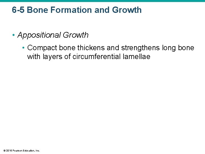 6 -5 Bone Formation and Growth • Appositional Growth • Compact bone thickens and