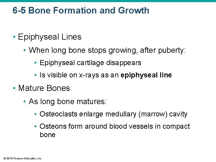 6 -5 Bone Formation and Growth • Epiphyseal Lines • When long bone stops
