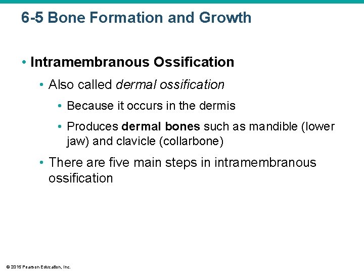6 -5 Bone Formation and Growth • Intramembranous Ossification • Also called dermal ossification