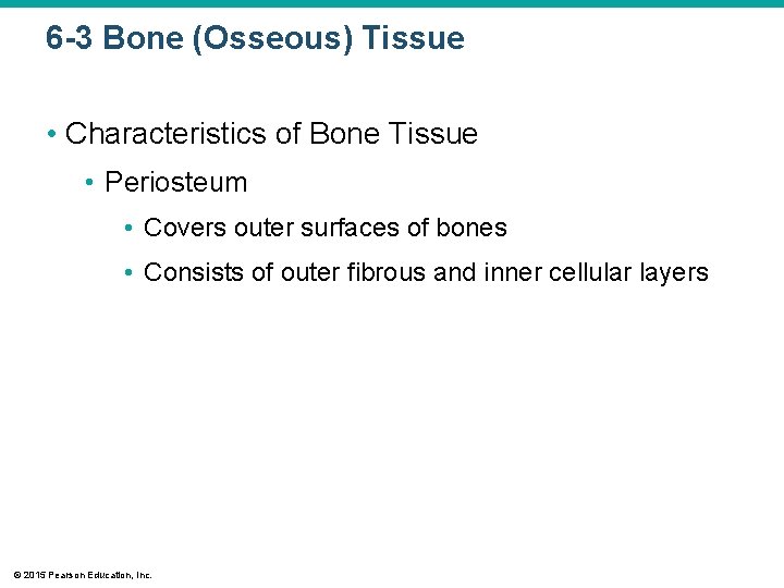 6 -3 Bone (Osseous) Tissue • Characteristics of Bone Tissue • Periosteum • Covers