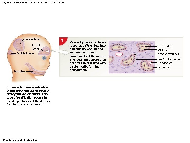 Figure 6 -12 Intramembranous Ossification (Part 1 of 5). Parietal bone Frontal bone Occipital