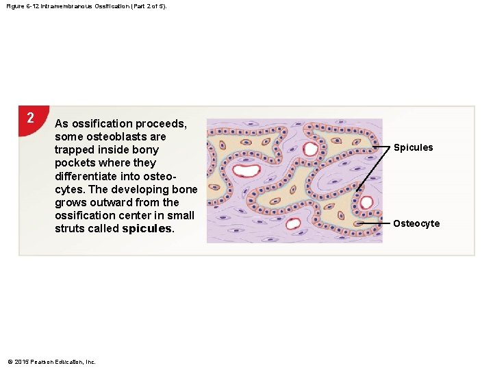 Figure 6 -12 Intramembranous Ossification (Part 2 of 5). 2 As ossification proceeds, some