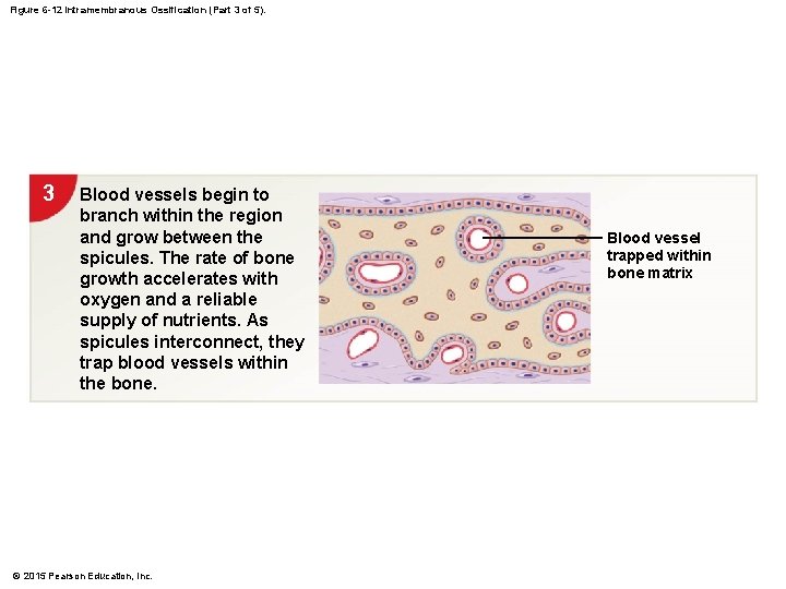 Figure 6 -12 Intramembranous Ossification (Part 3 of 5). 3 Blood vessels begin to