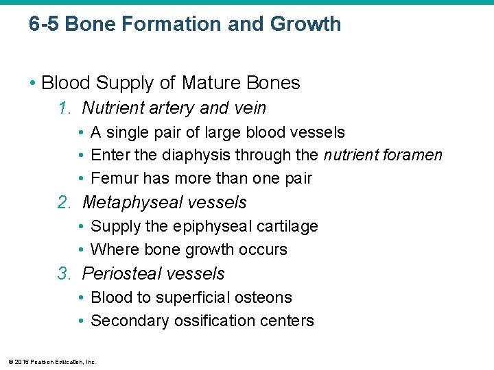 6 -5 Bone Formation and Growth • Blood Supply of Mature Bones 1. Nutrient
