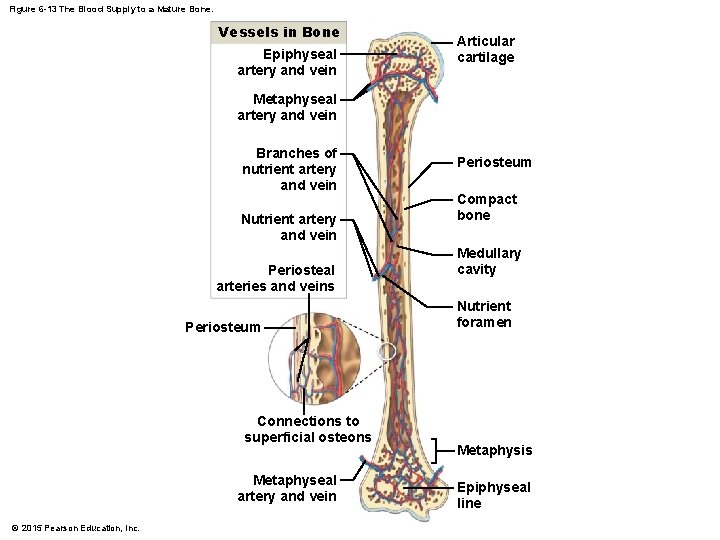 Figure 6 -13 The Blood Supply to a Mature Bone. Vessels in Bone Epiphyseal