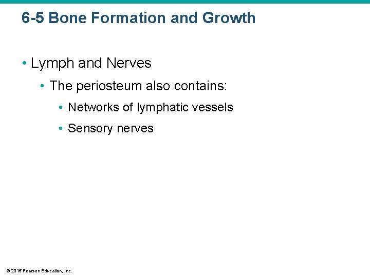 6 -5 Bone Formation and Growth • Lymph and Nerves • The periosteum also