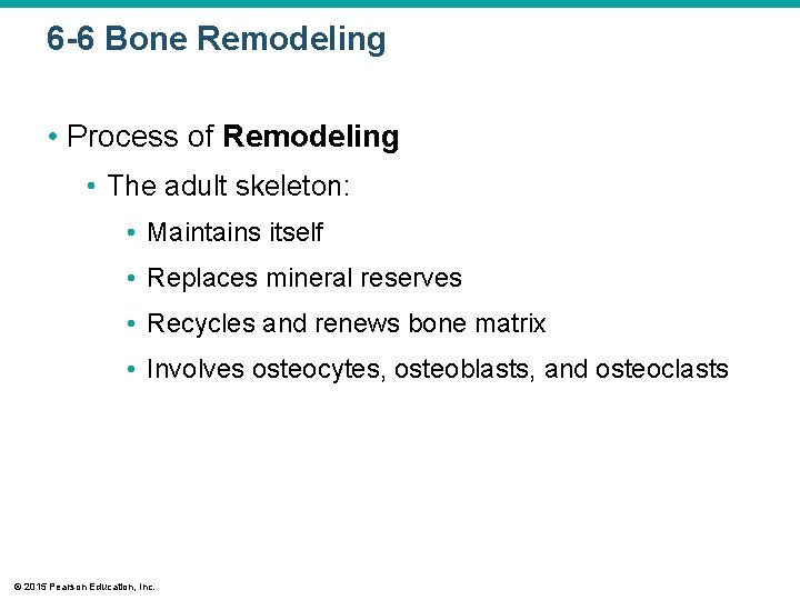 6 -6 Bone Remodeling • Process of Remodeling • The adult skeleton: • Maintains