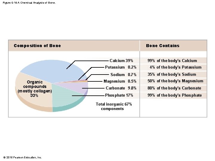 Figure 6 -14 A Chemical Analysis of Bone. Composition of Bone Contains Calcium 39%