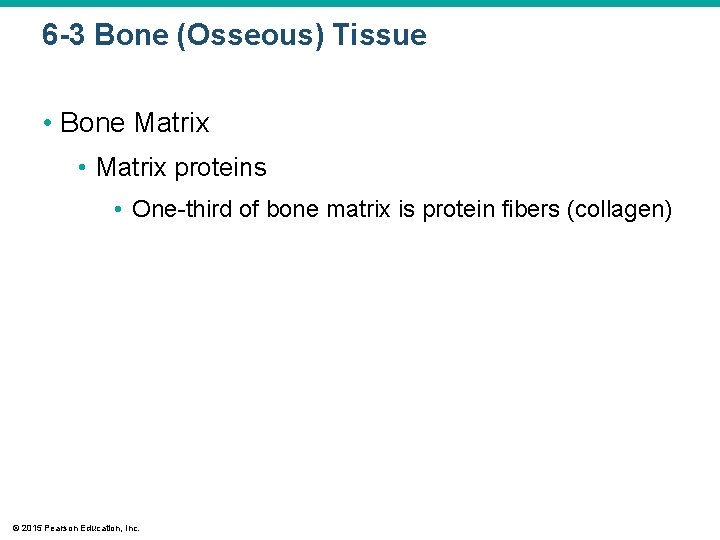 6 -3 Bone (Osseous) Tissue • Bone Matrix • Matrix proteins • One-third of