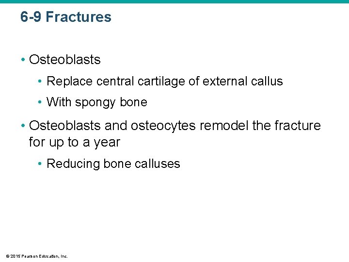 6 -9 Fractures • Osteoblasts • Replace central cartilage of external callus • With