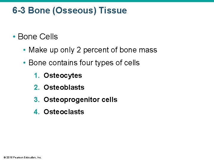 6 -3 Bone (Osseous) Tissue • Bone Cells • Make up only 2 percent