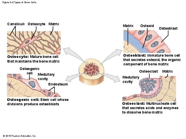 Figure 6 -4 Types of Bone Cells. Canaliculi Osteocyte Matrix Osteocyte: Mature bone cell