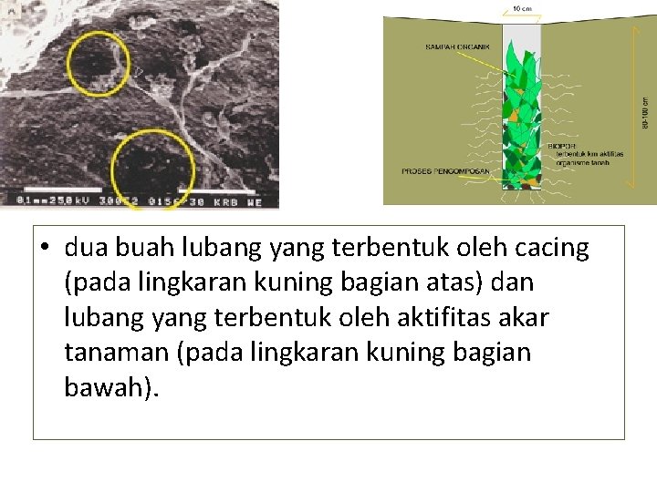  • dua buah lubang yang terbentuk oleh cacing (pada lingkaran kuning bagian atas)