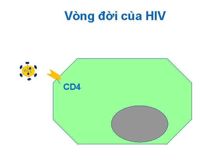 Vòng đời của HIV CD 4 