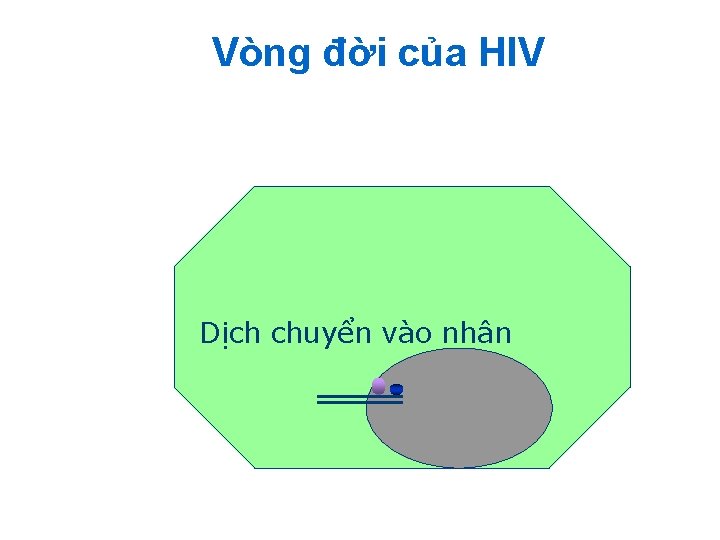 Vòng đời của HIV Dịch chuyển vào nhân 