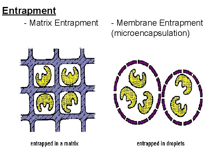 Entrapment - Matrix Entrapment - Membrane Entrapment (microencapsulation) 
