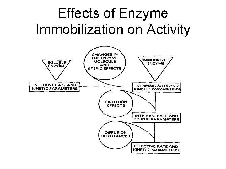 Effects of Enzyme Immobilization on Activity 